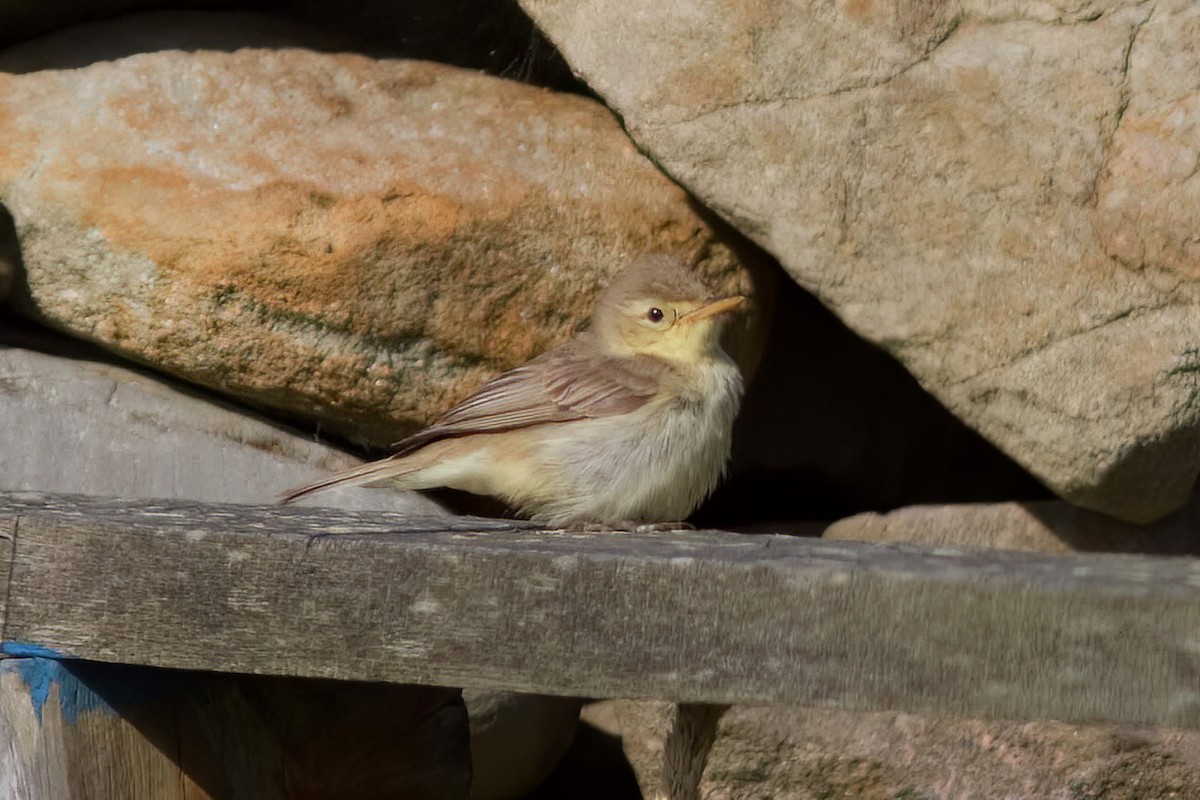 Melodious Warbler - ML530798891