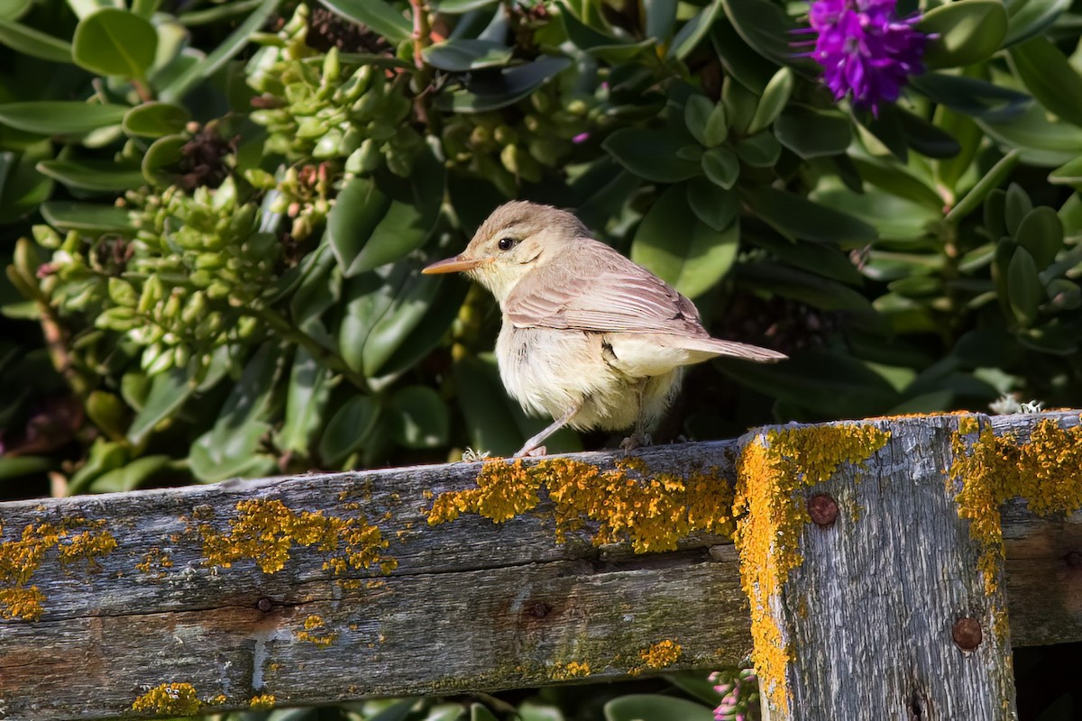 Melodious Warbler - ML530799001