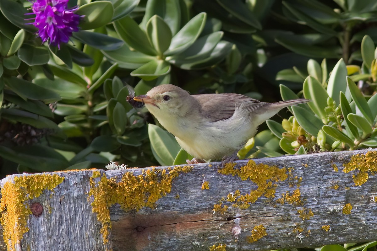 Melodious Warbler - ML530799021