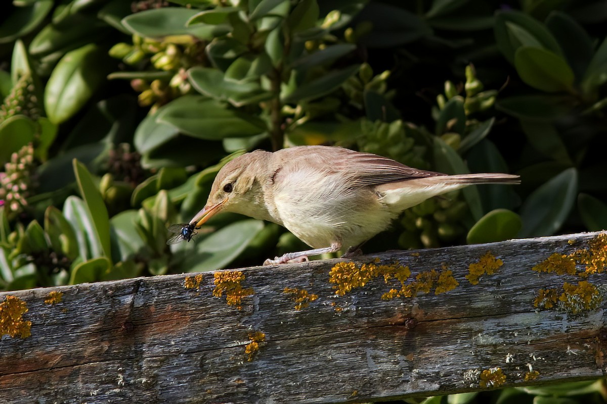 Melodious Warbler - ML530799081
