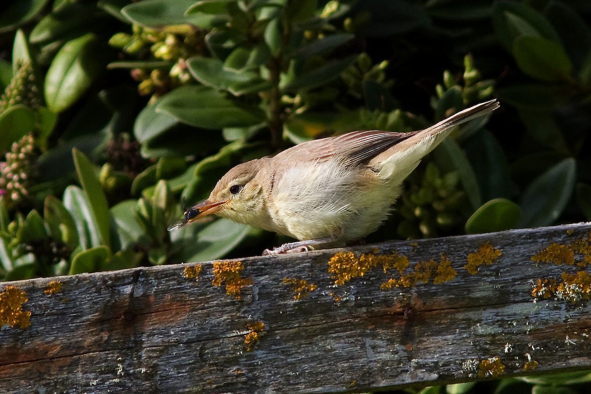 Melodious Warbler - ML530799111