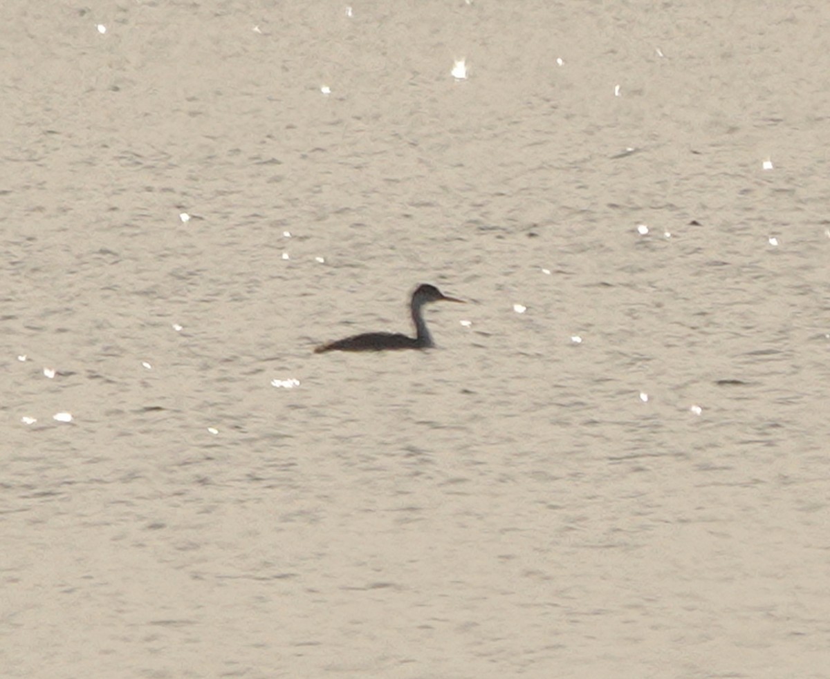 Western Grebe - ML530800461