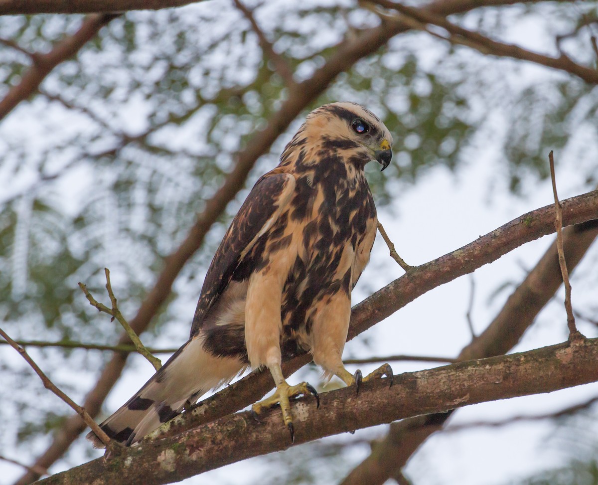 Gray-lined Hawk - Cullen Hanks