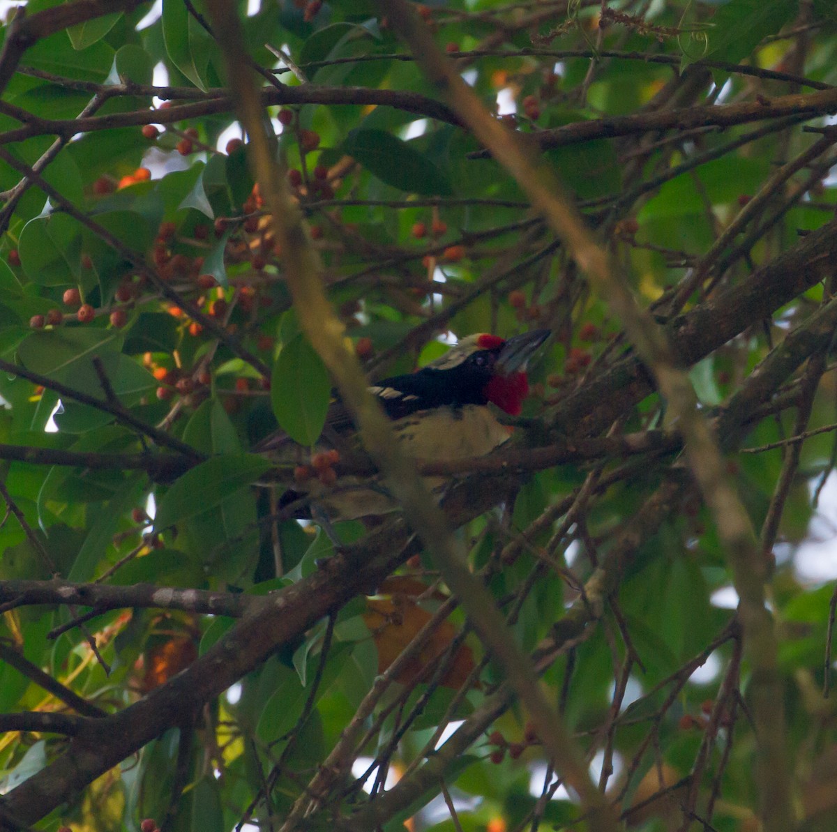 Black-spotted Barbet - ML53080211