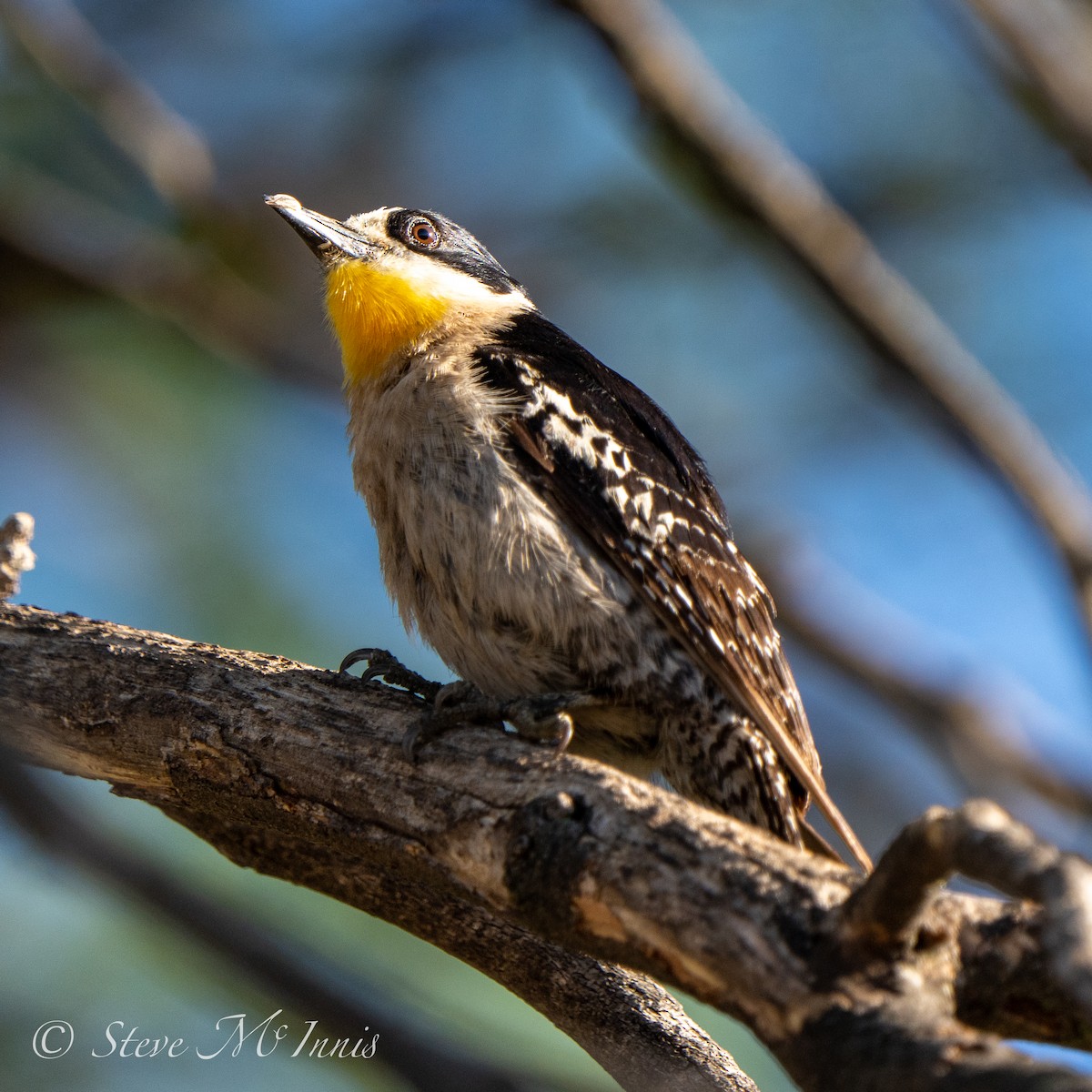 White-fronted Woodpecker - ML530802891