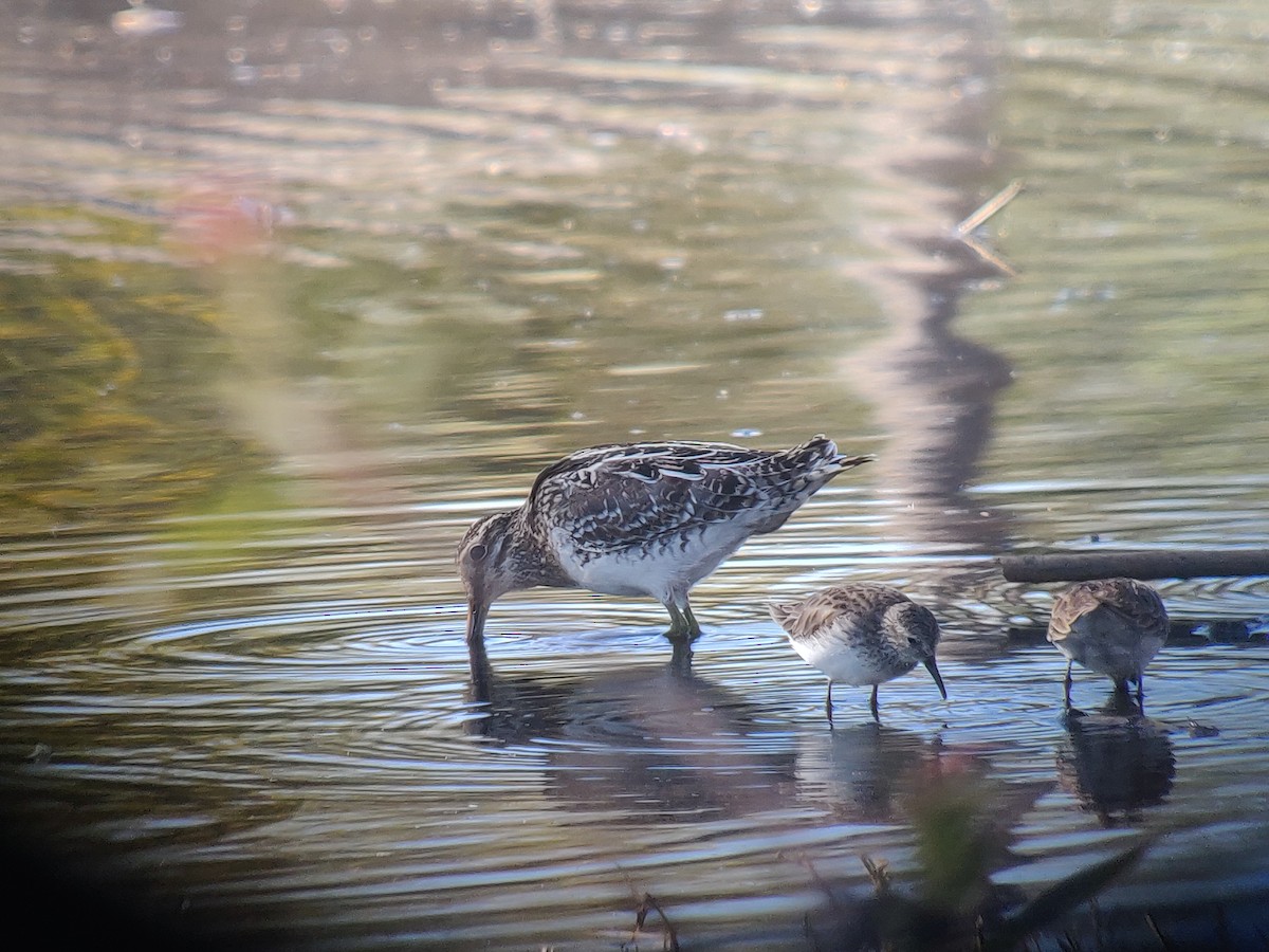 Wilson's Snipe - ML530803321