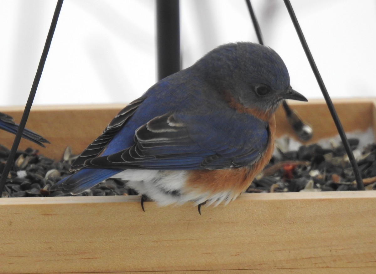 Eastern Bluebird - ML530805101