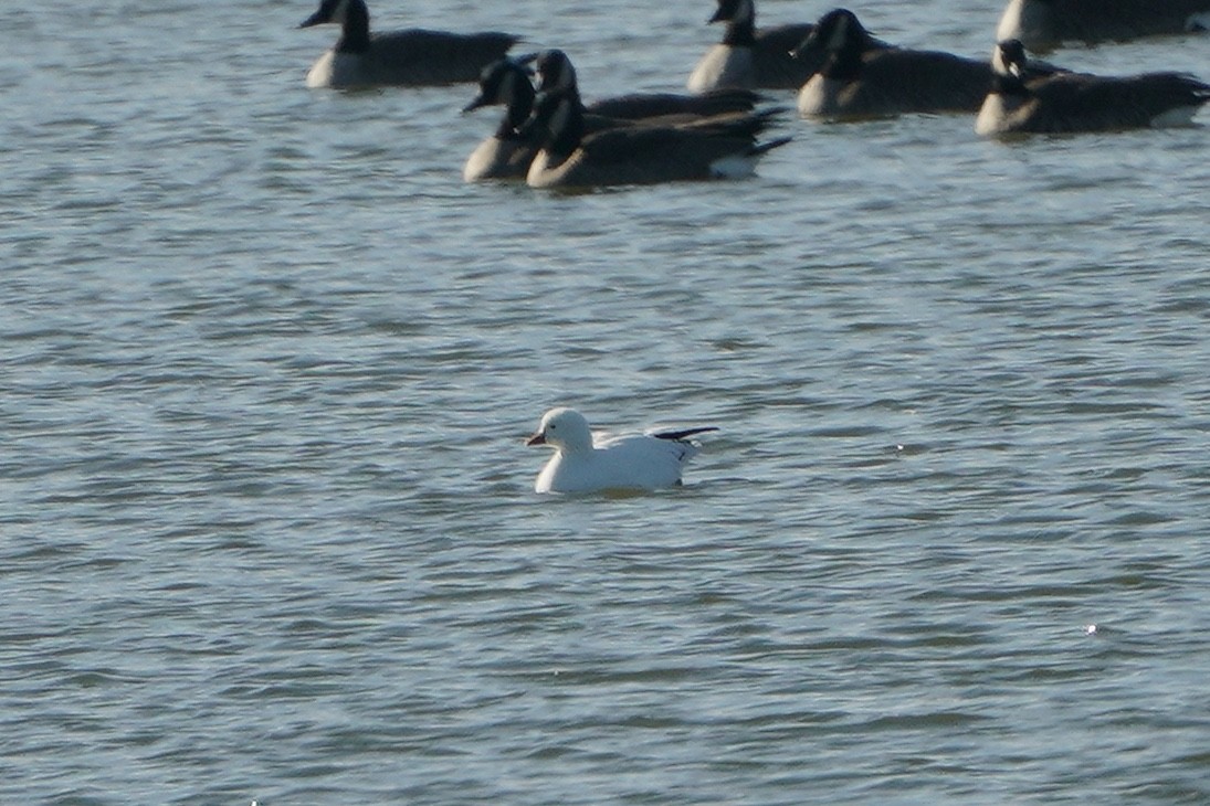 Ross's Goose - Lee Funderburg