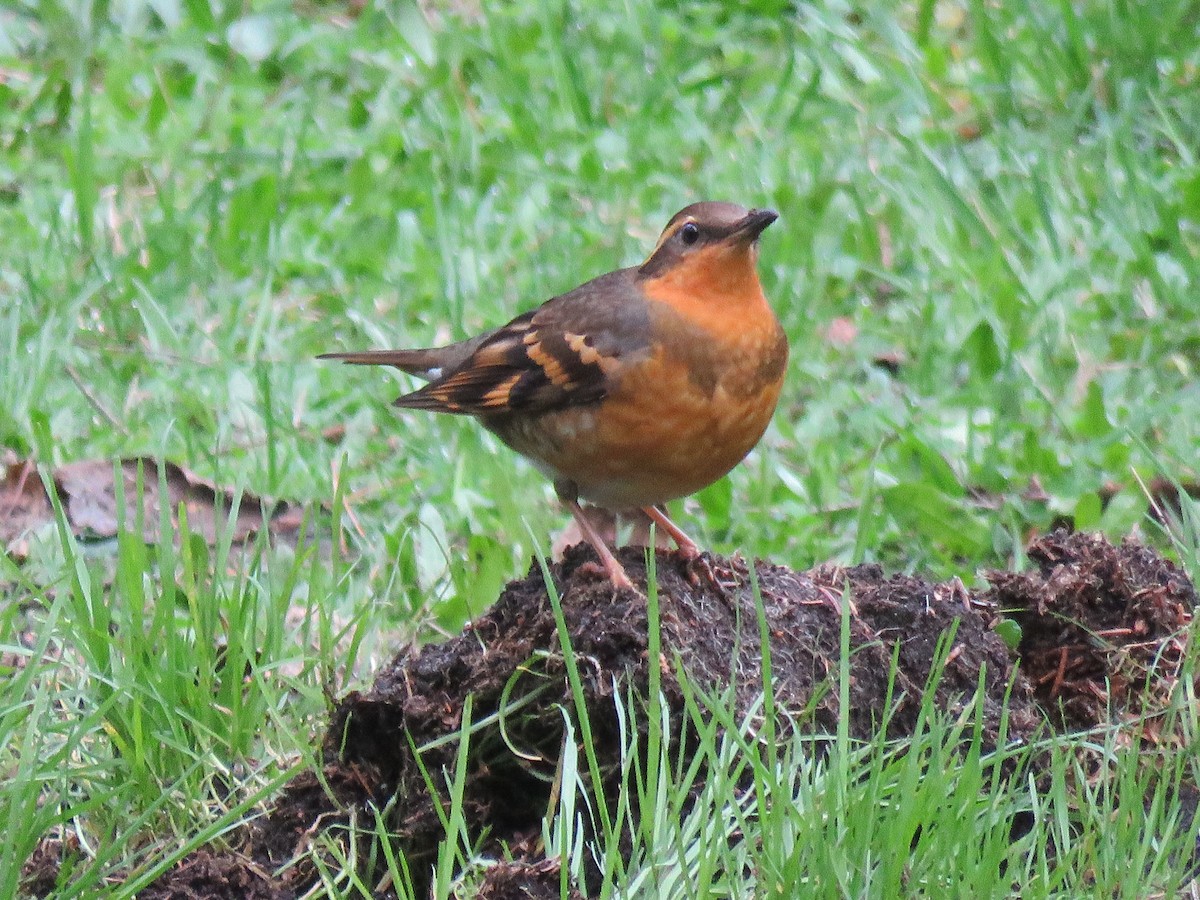 Varied Thrush - ML530806181