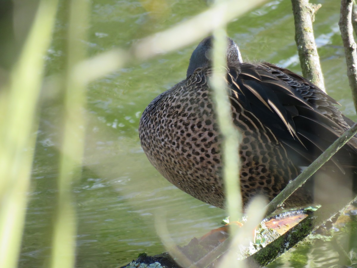 Blue-winged Teal - ML530806541