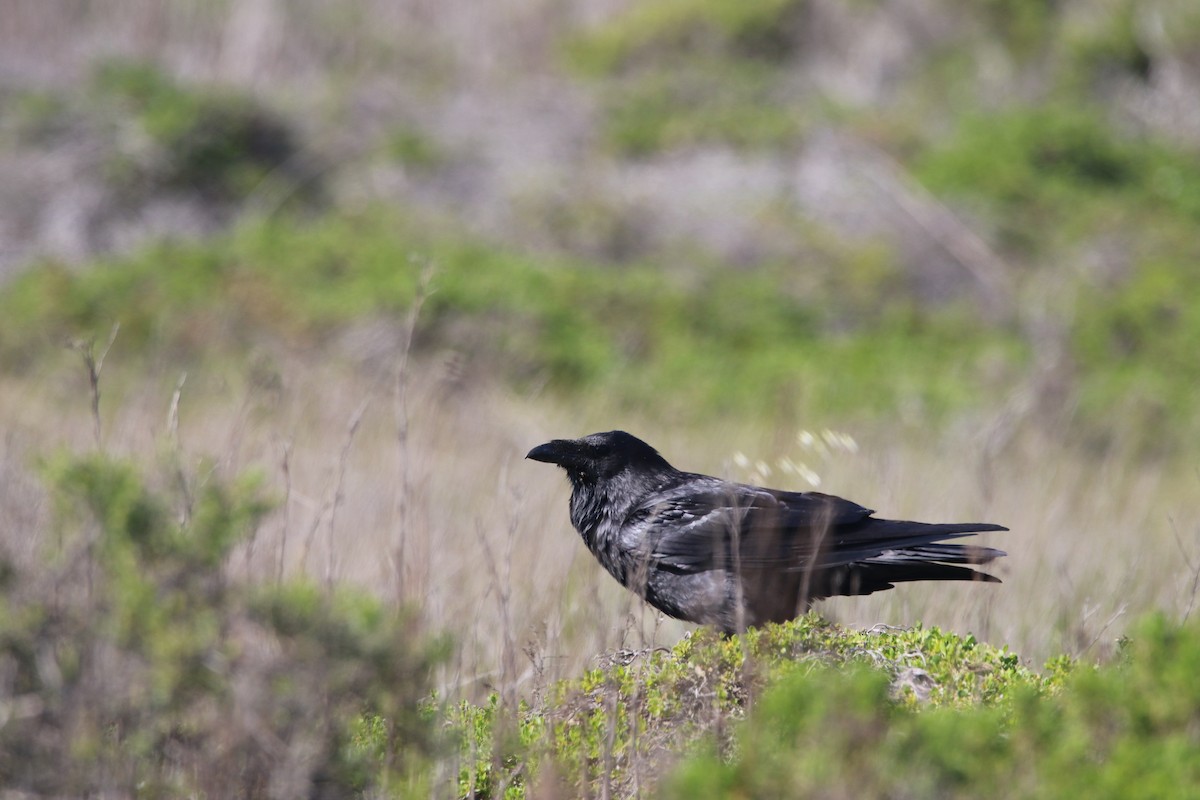 Common Raven - ML530806981