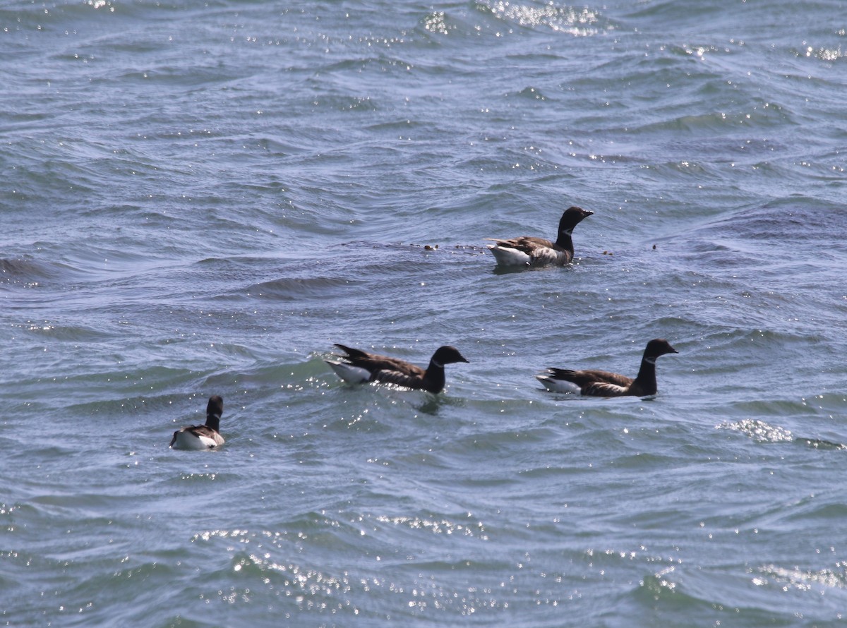 Brant - ML530807091