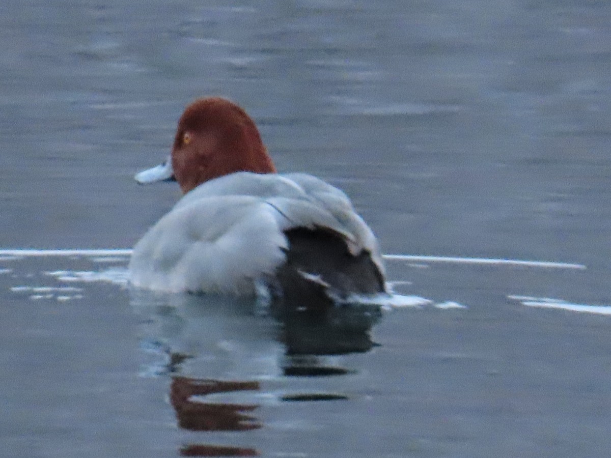 Redhead - ML530807151