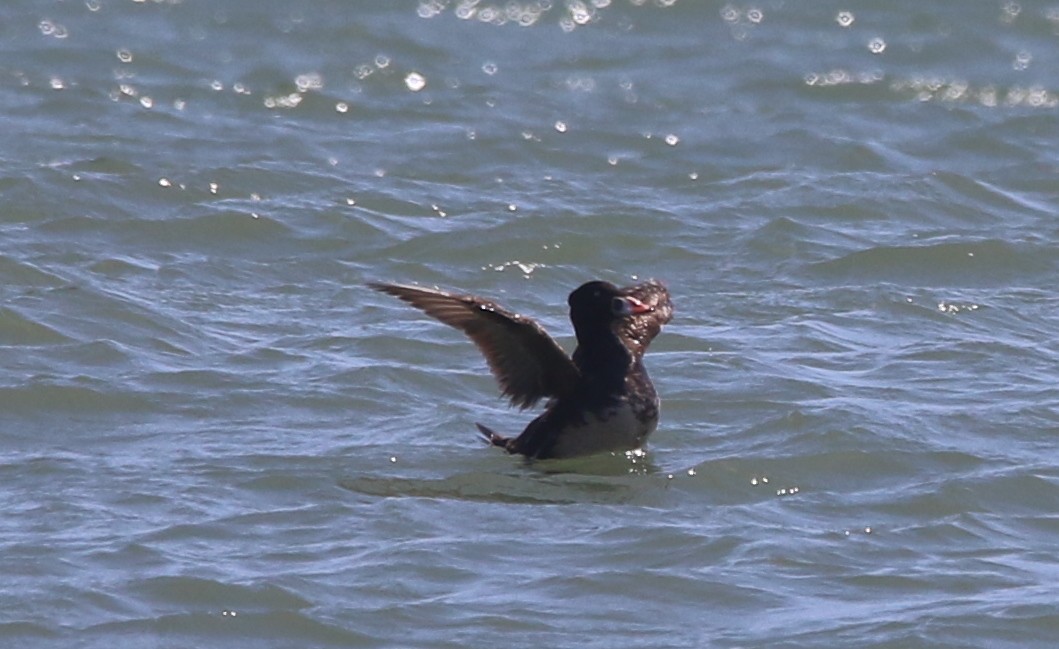 Surf Scoter - Jasper Barnes