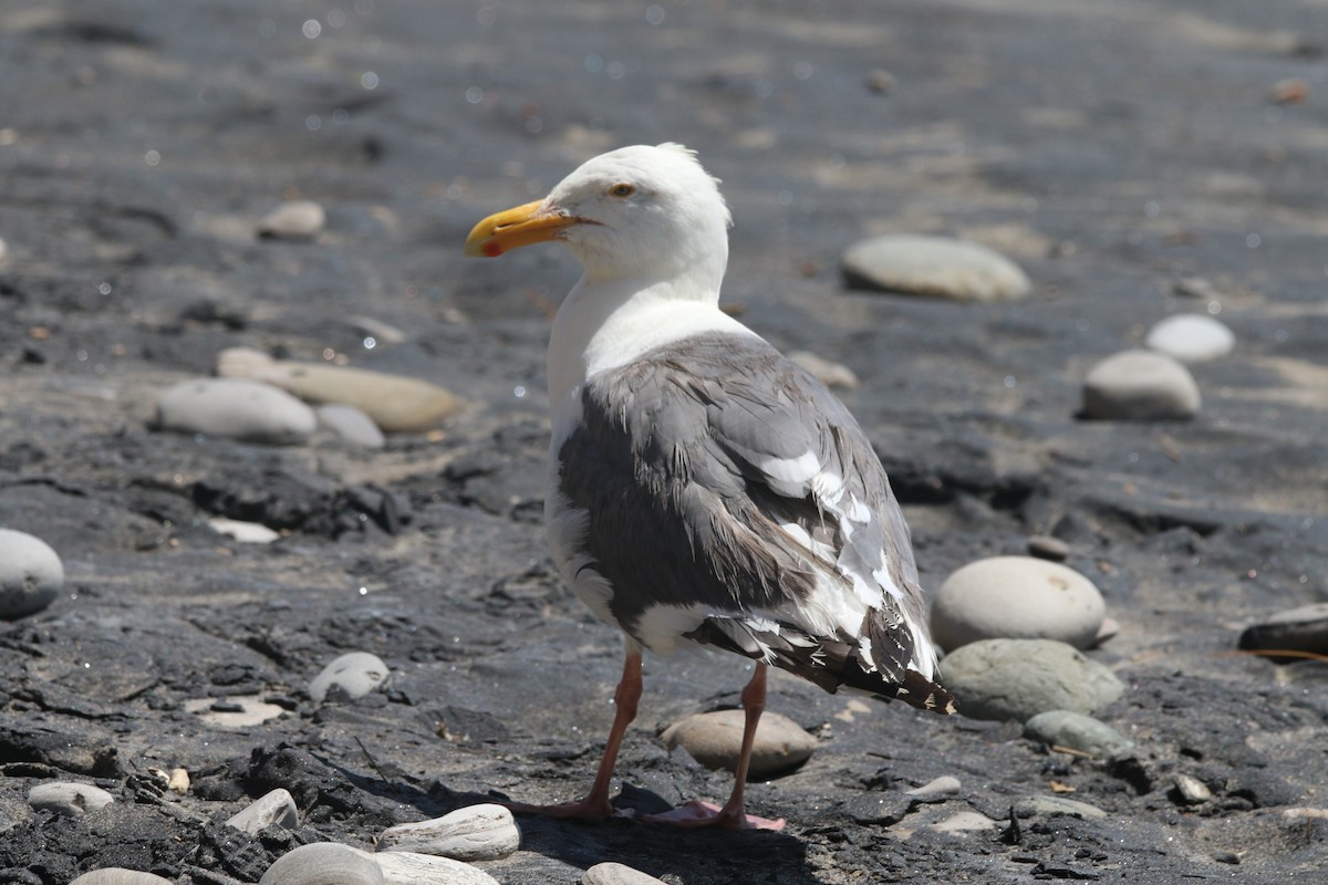 Western Gull - ML530807841