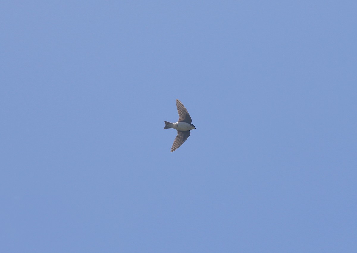 Tree Swallow - Jasper Barnes