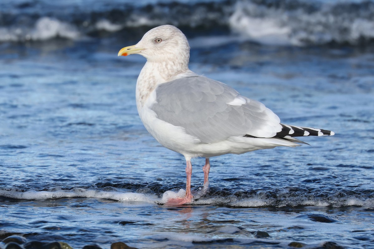 Iceland Gull (Thayer's) - ML530808341