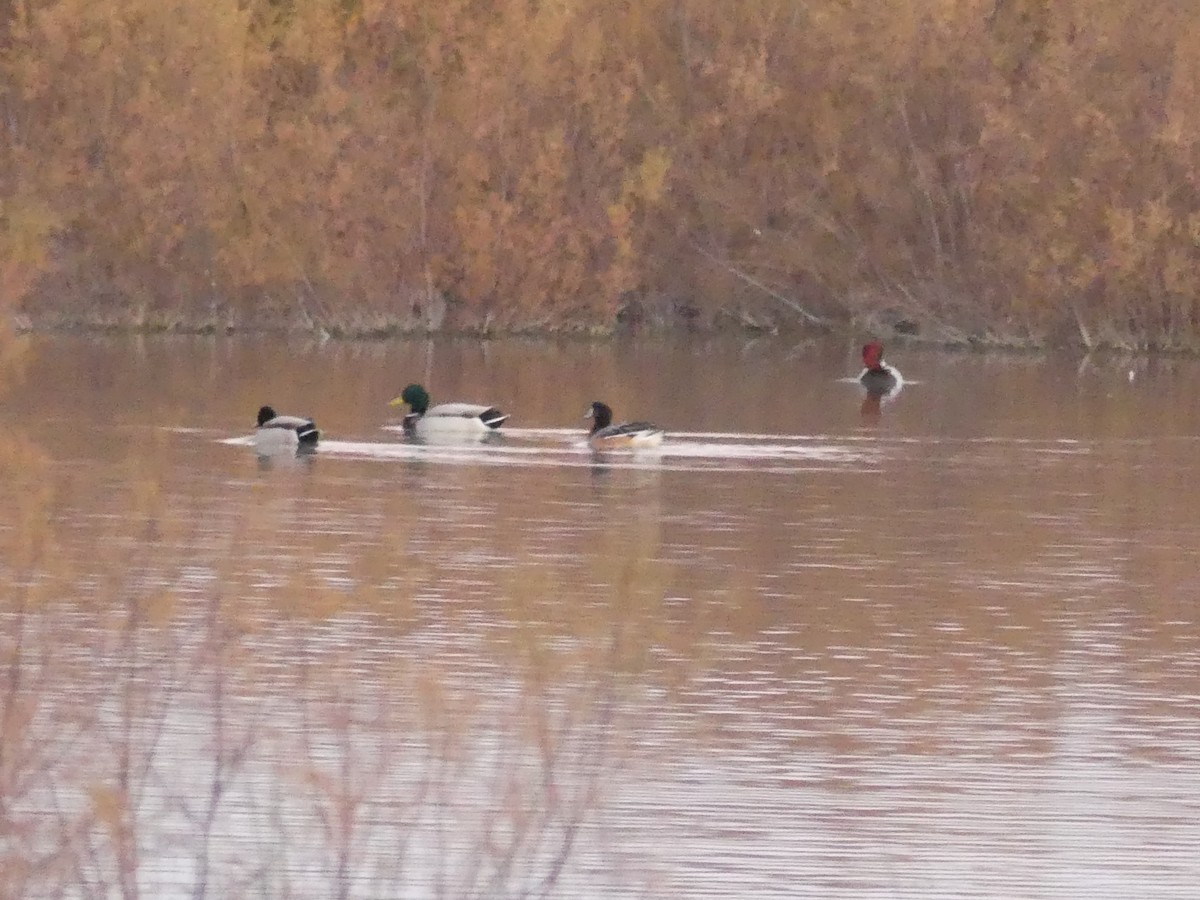 Chiloe Wigeon - ML530809091