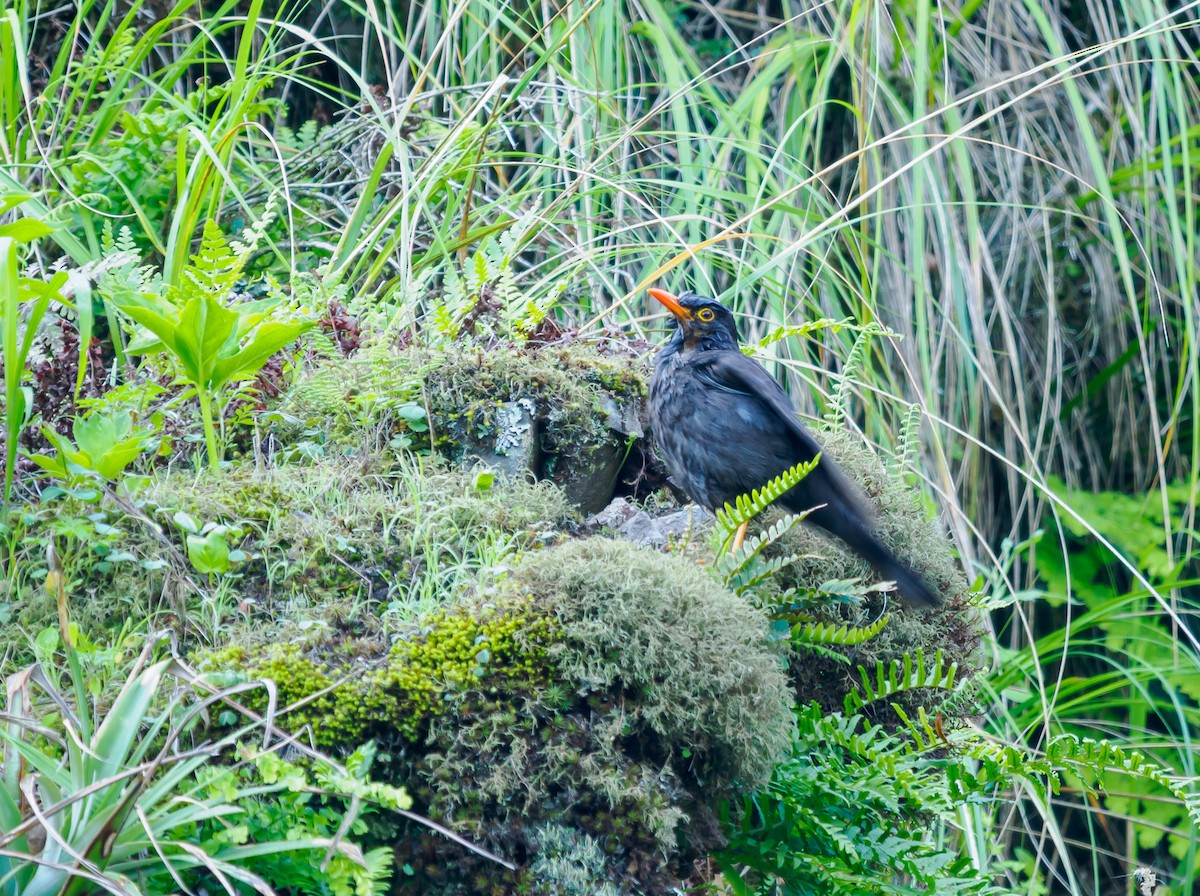 Chiguanco Thrush (anthracinus) - ML530809151