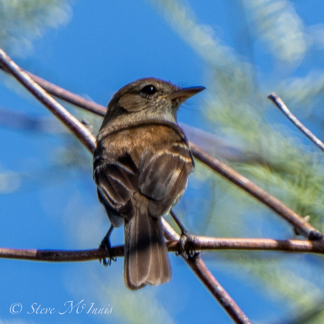 Bran-colored Flycatcher - ML530809351