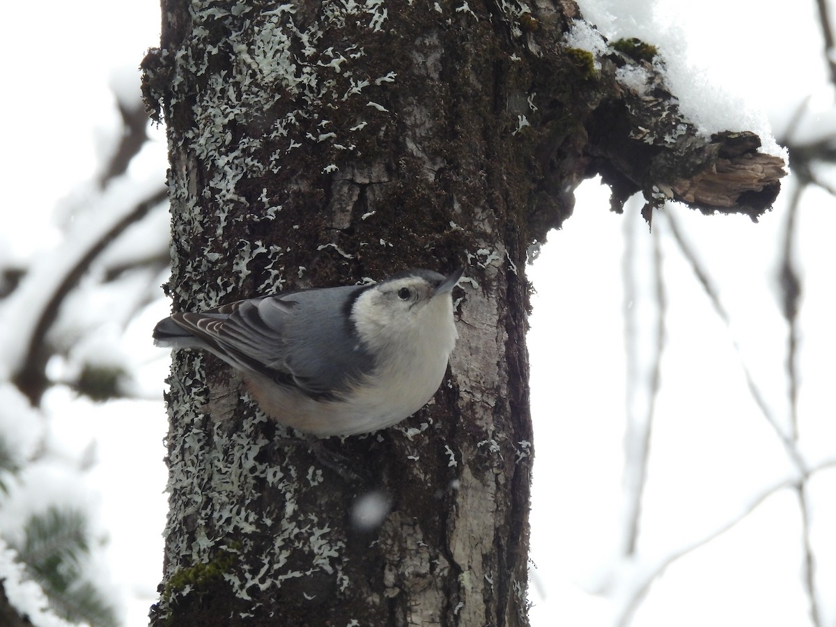 White-breasted Nuthatch - ML530809571