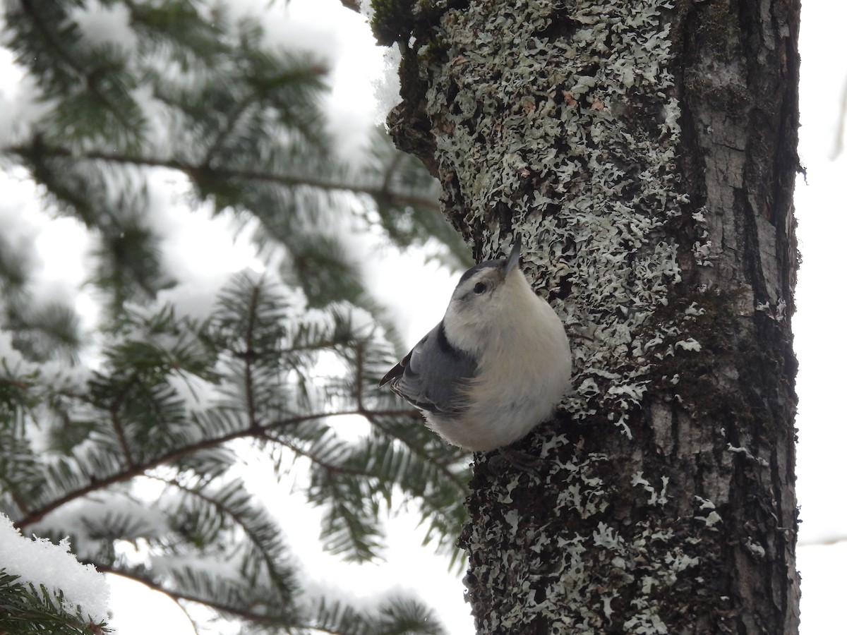 White-breasted Nuthatch - ML530809591