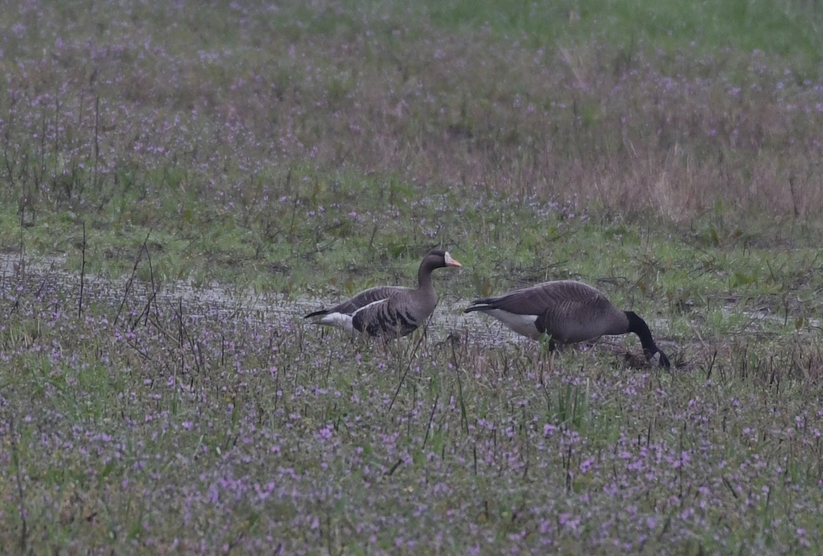 Greater White-fronted Goose - James White