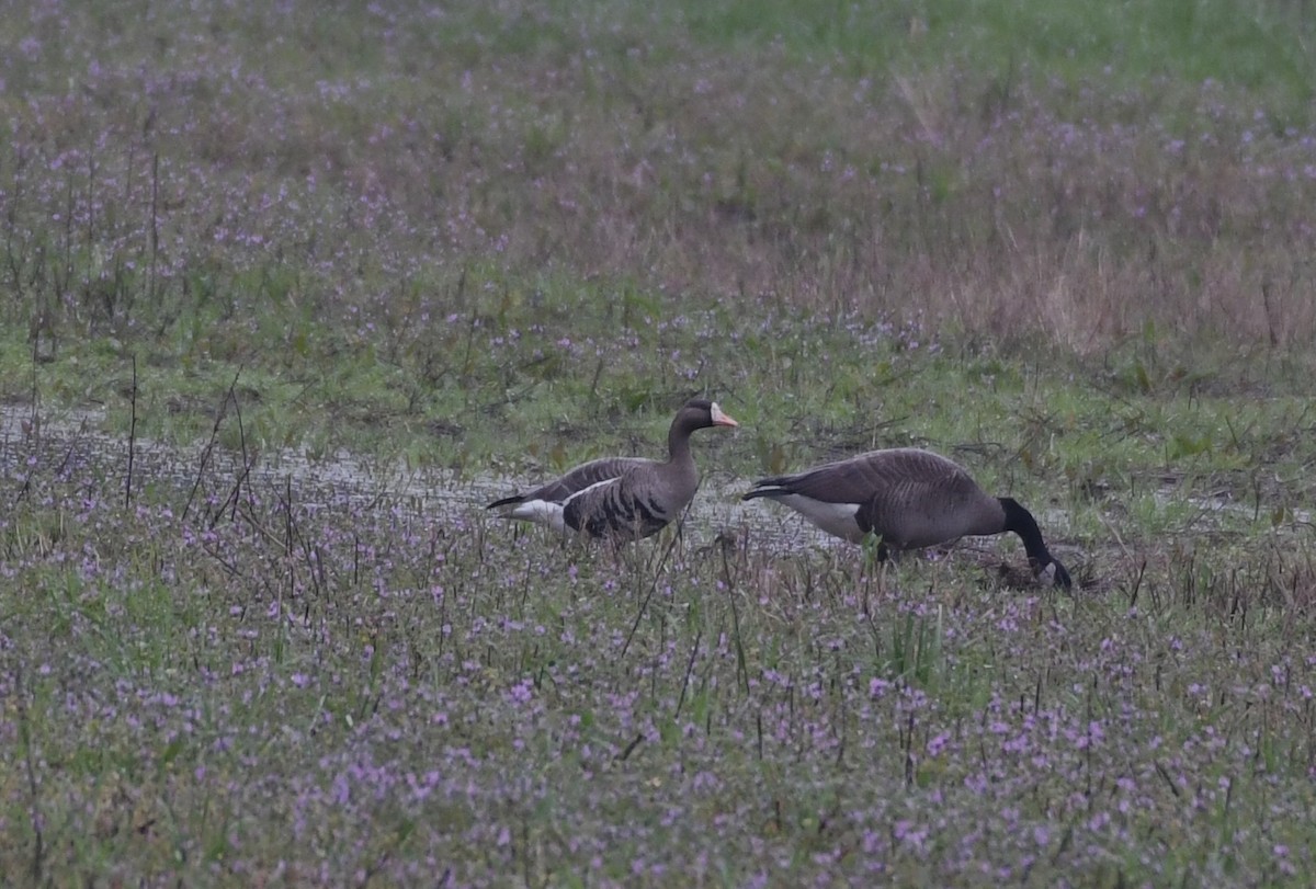 Greater White-fronted Goose - ML530810351