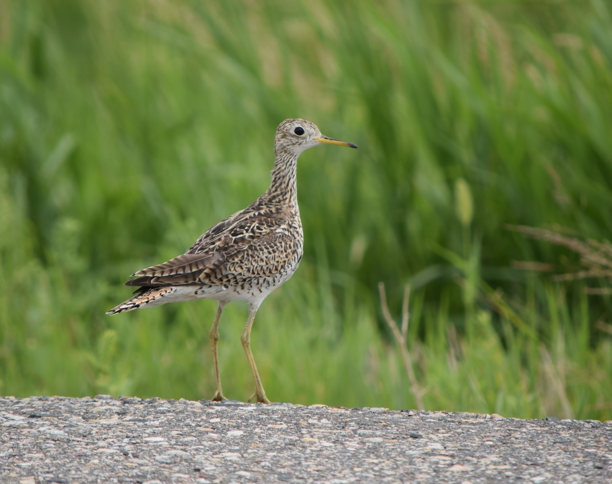 Upland Sandpiper - Richard Buist