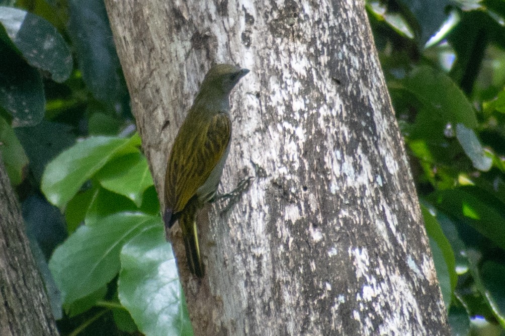 Lesser Honeyguide (Thick-billed) - ML530811021