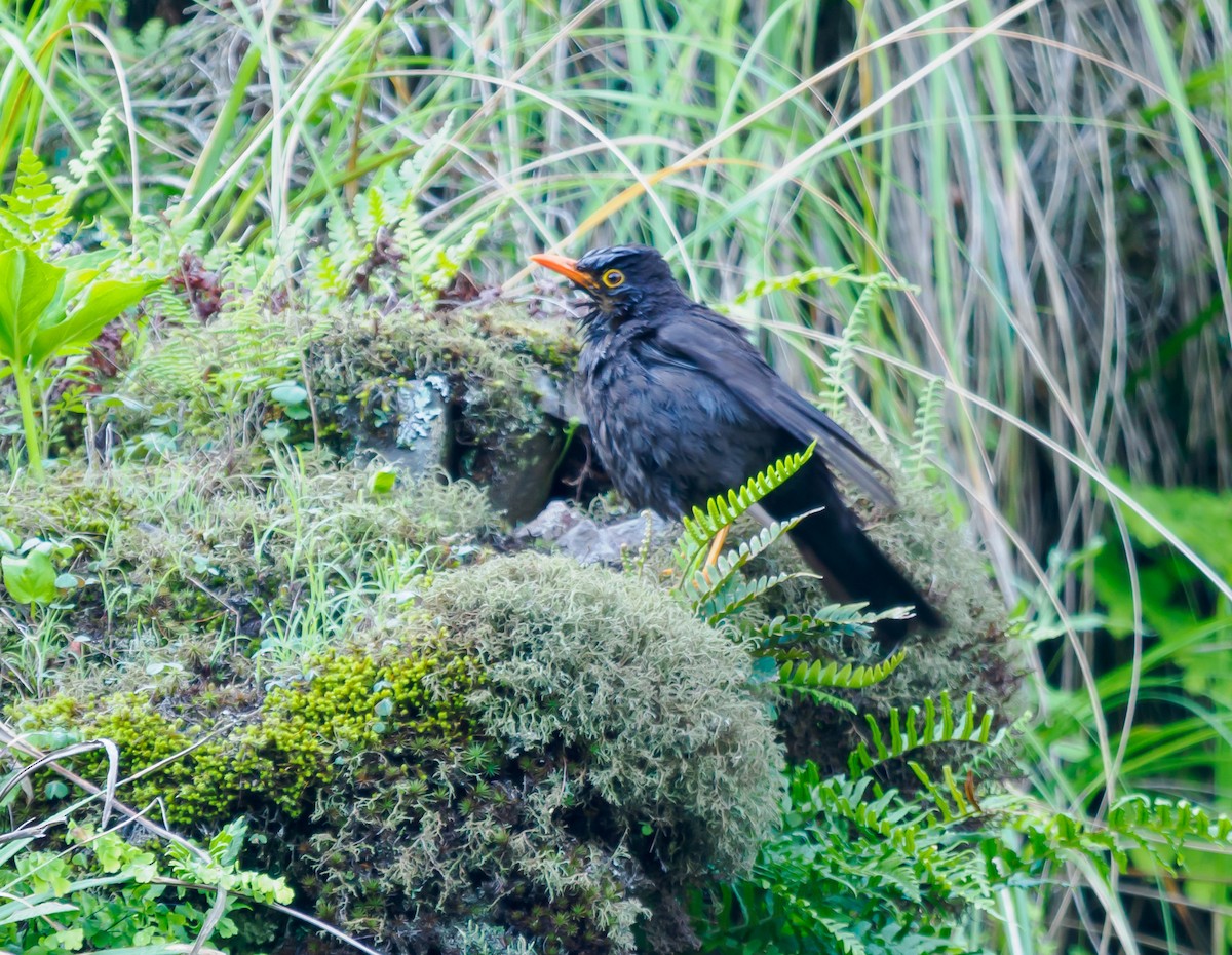 Chiguanco Thrush (anthracinus) - ML530811091