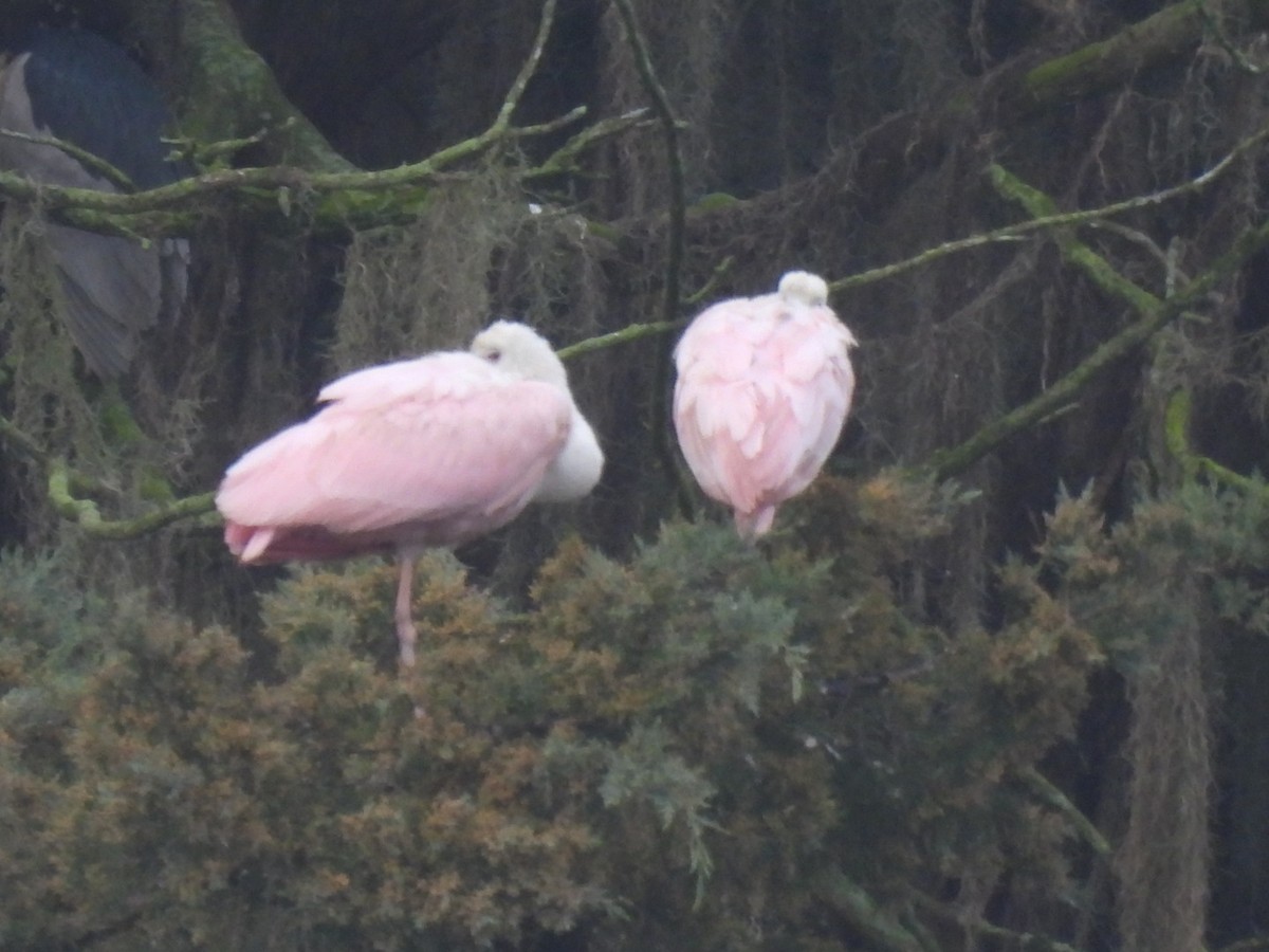 Roseate Spoonbill - ML530811151