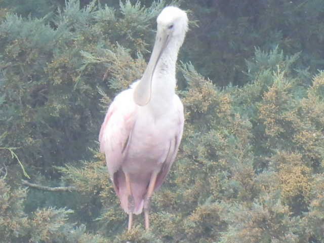 Roseate Spoonbill - ML530811161