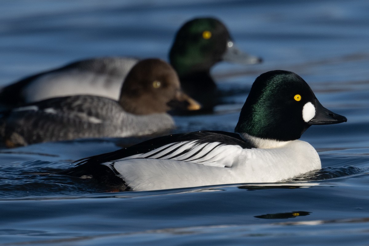 Common Goldeneye - ML530811771