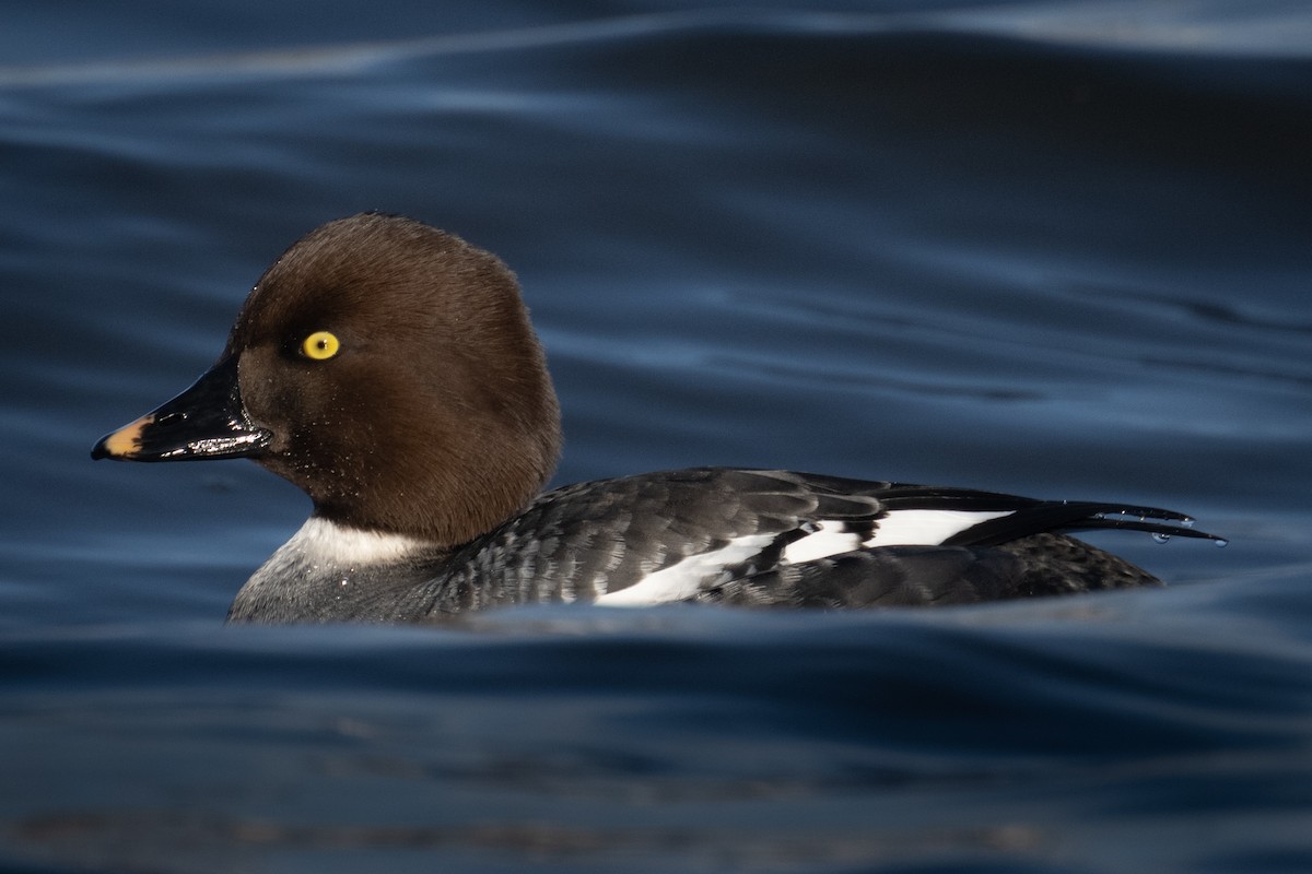 Common Goldeneye - Mark Parker