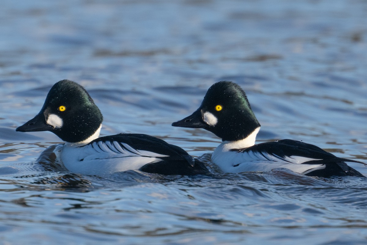 Common Goldeneye - Mark Parker