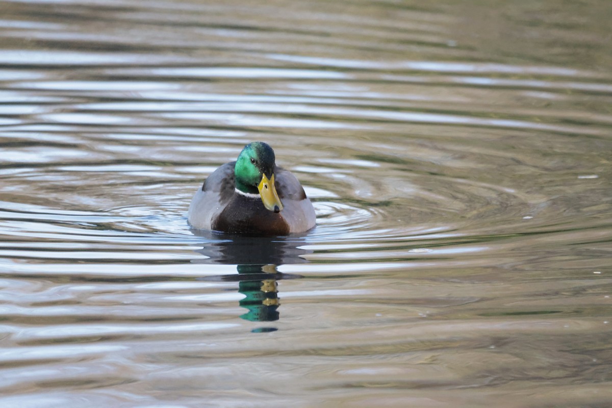 Canard colvert - ML530812061