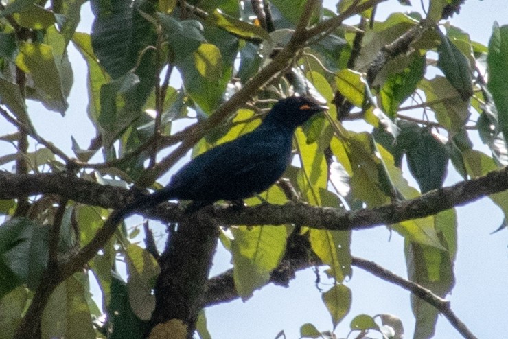 Petit's Cuckooshrike - ML530812141