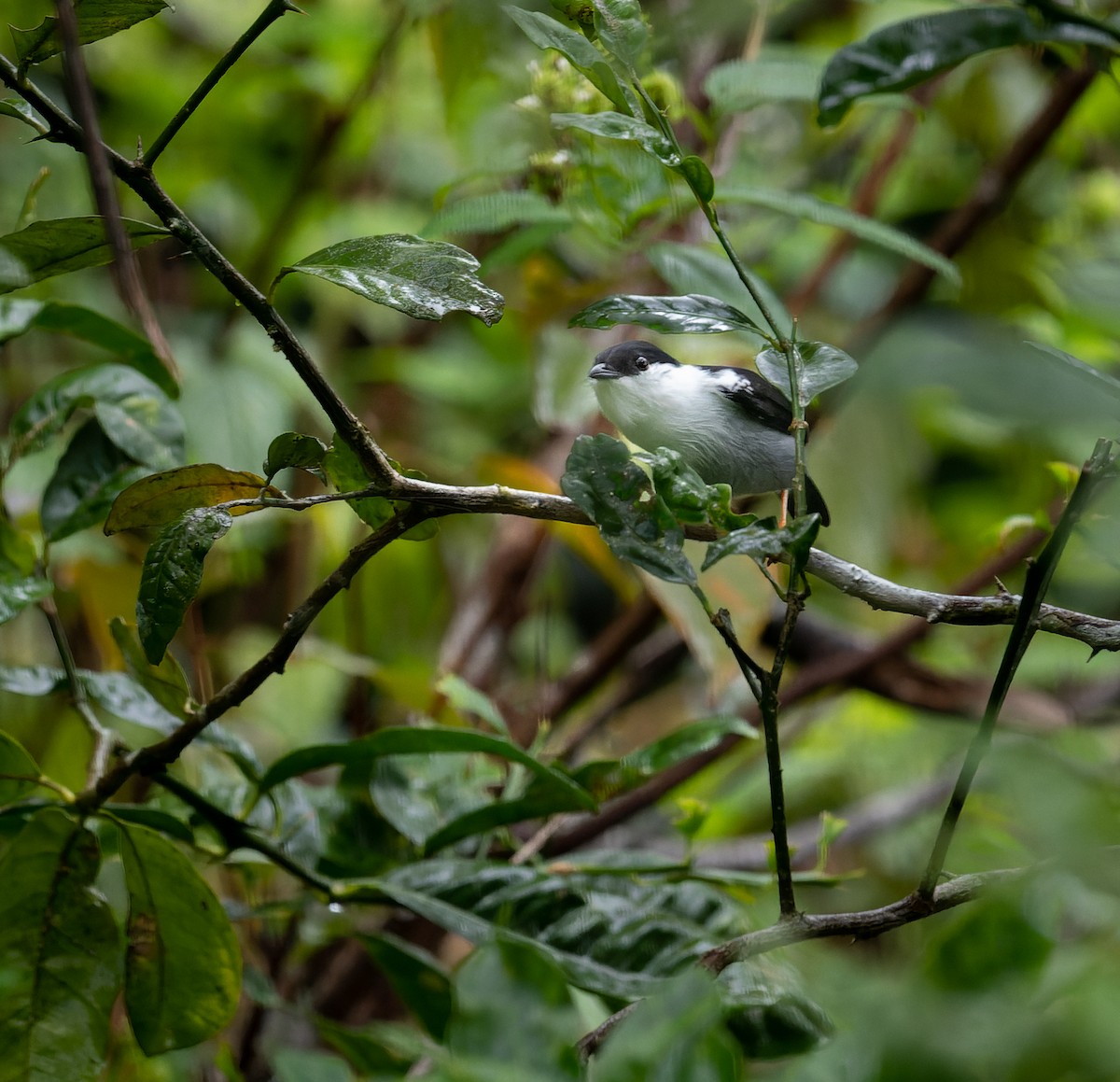 White-bearded Manakin - ML530812281