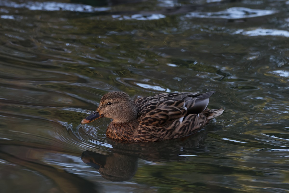 Canard colvert - ML530813051