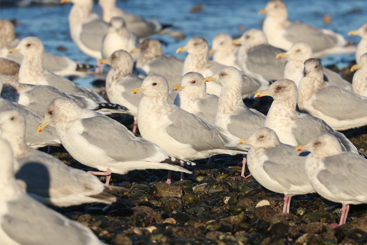 Iceland Gull (thayeri/kumlieni) - ML530813241