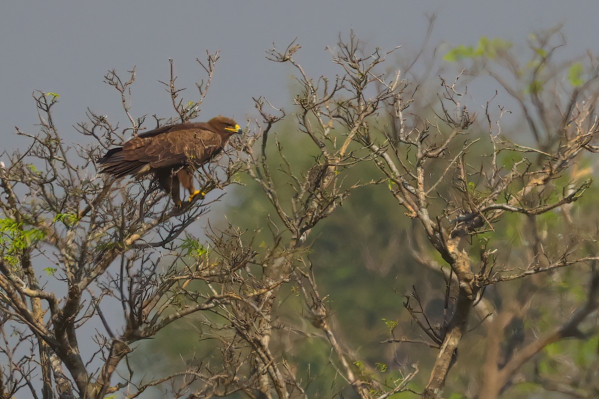 Tawny Eagle - ML530813631