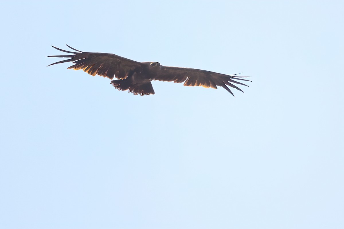 Tawny Eagle - Jaap Velden