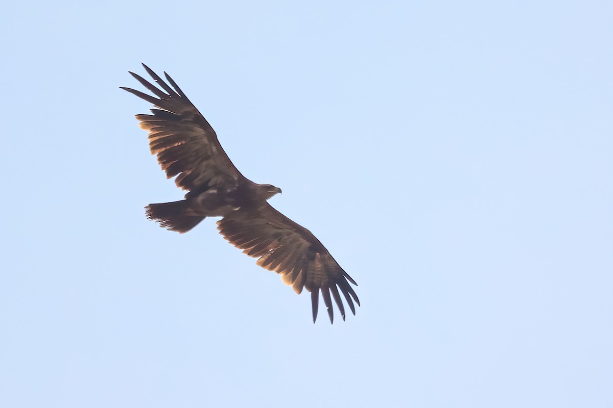 Tawny Eagle - Jaap Velden