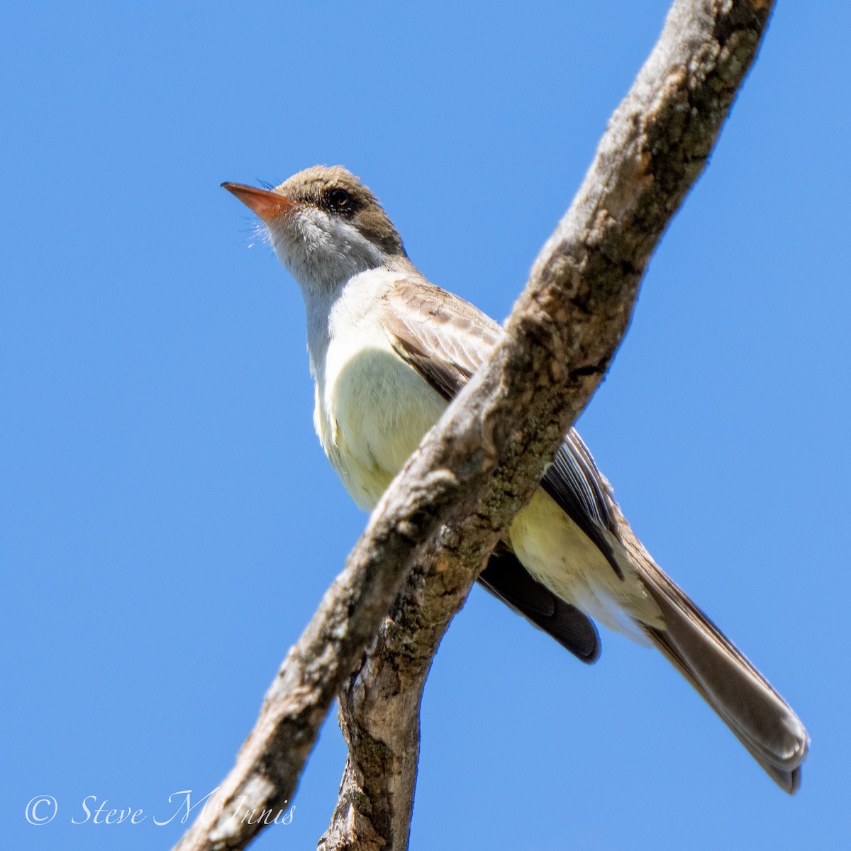 Swainson's Flycatcher - ML530813721