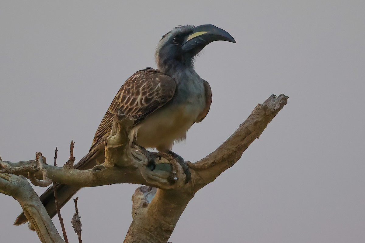 African Gray Hornbill - ML530813881