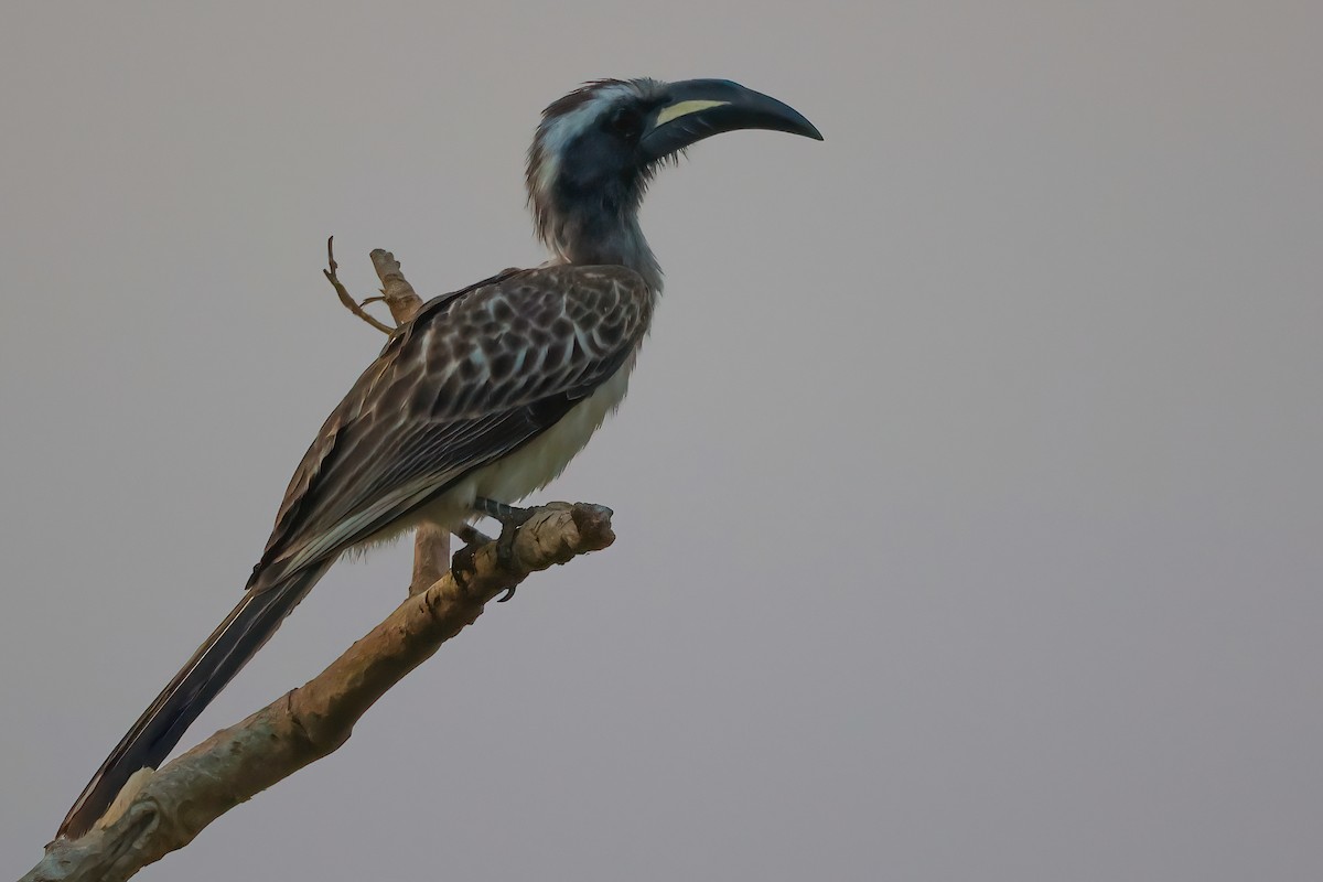 African Gray Hornbill - ML530813891