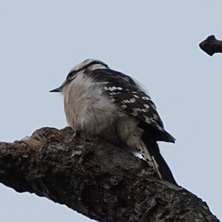 Downy Woodpecker - ML530815521