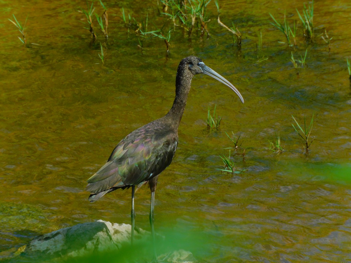 Glossy Ibis - Ajhermae  White