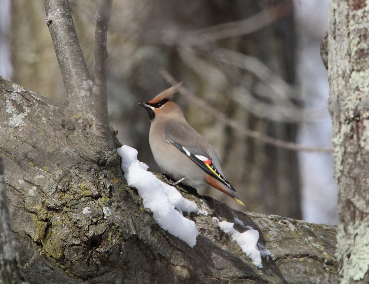 Bohemian Waxwing - ML530816011